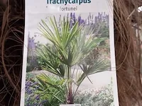 Chinese waaierpalm, trachycarpus fortunei - afbeelding 2 van  13