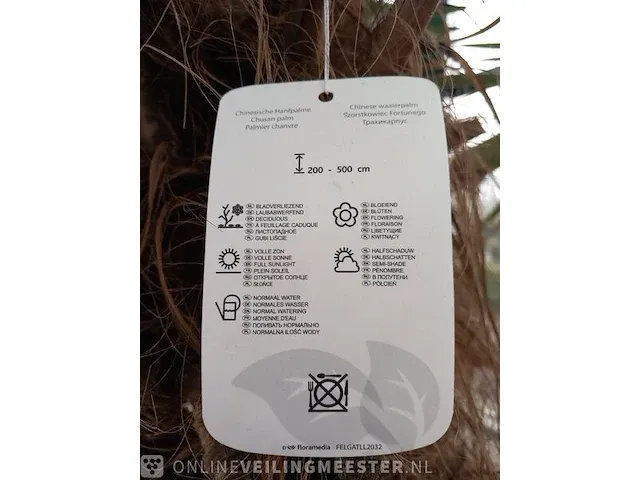 Chinese waaierpalm, trachycarpus fortunei - afbeelding 3 van  13