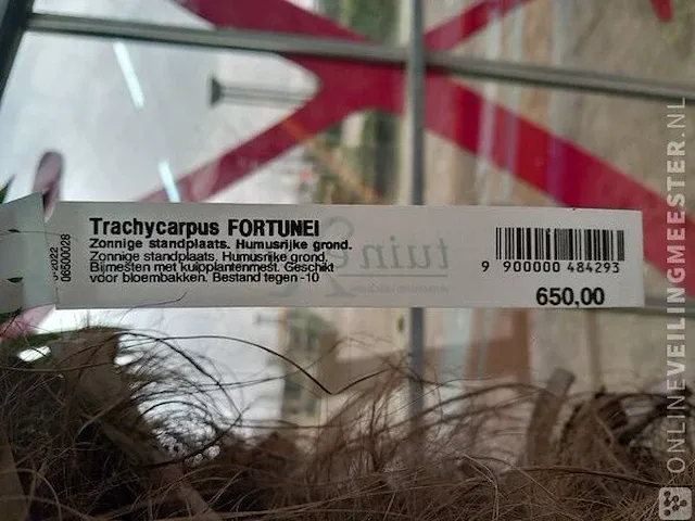 Chinese waaierpalm, trachycarpus fortunei - afbeelding 4 van  13