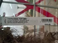 Chinese waaierpalm, trachycarpus fortunei - afbeelding 4 van  13