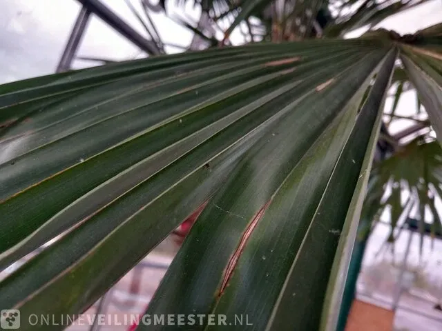 Chinese waaierpalm, trachycarpus fortunei - afbeelding 5 van  13