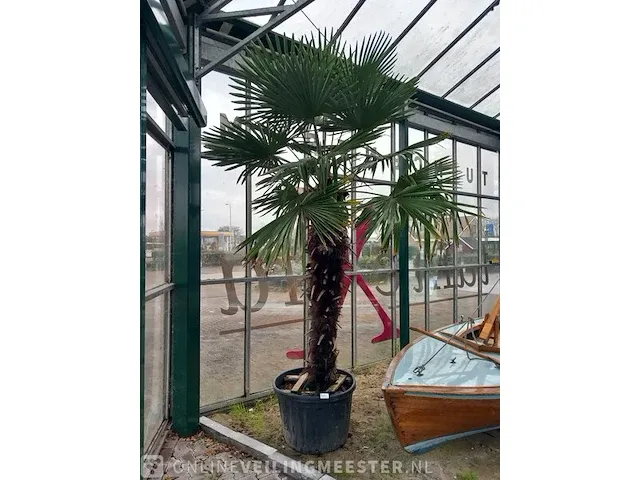 Chinese waaierpalm, trachycarpus fortunei - afbeelding 1 van  13