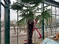 Chinese waaierpalm, trachycarpus fortunei - afbeelding 1 van  13