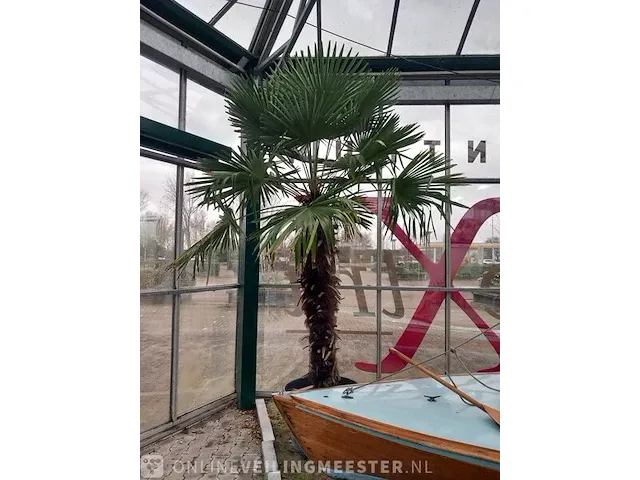 Chinese waaierpalm, trachycarpus fortunei - afbeelding 6 van  13