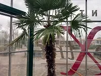 Chinese waaierpalm, trachycarpus fortunei - afbeelding 6 van  13