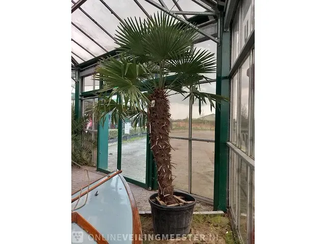 Chinese waaierpalm, trachycarpus fortunei - afbeelding 7 van  13