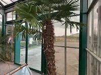 Chinese waaierpalm, trachycarpus fortunei - afbeelding 7 van  13