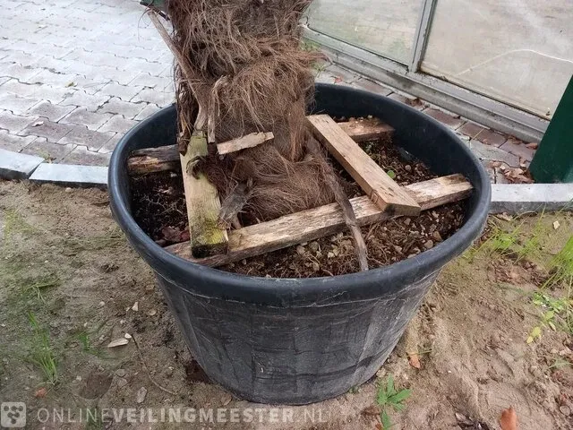 Chinese waaierpalm, trachycarpus fortunei - afbeelding 8 van  13