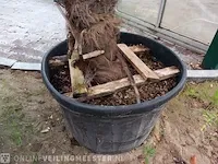 Chinese waaierpalm, trachycarpus fortunei - afbeelding 8 van  13