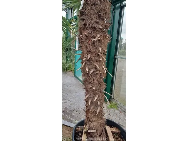 Chinese waaierpalm, trachycarpus fortunei - afbeelding 9 van  13