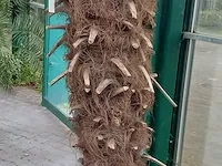 Chinese waaierpalm, trachycarpus fortunei - afbeelding 9 van  13