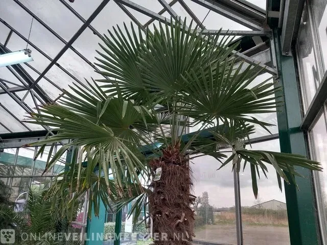 Chinese waaierpalm, trachycarpus fortunei - afbeelding 10 van  13