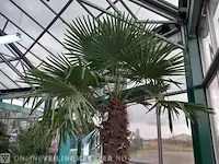 Chinese waaierpalm, trachycarpus fortunei - afbeelding 10 van  13