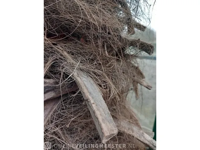 Chinese waaierpalm, trachycarpus fortunei - afbeelding 11 van  13