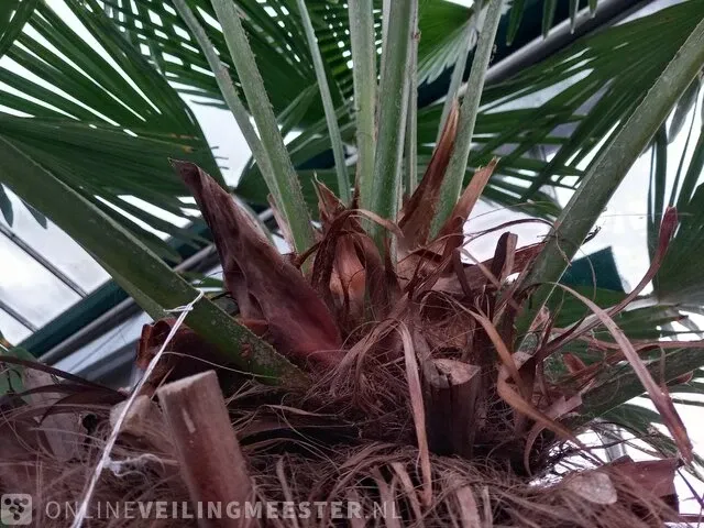 Chinese waaierpalm, trachycarpus fortunei - afbeelding 12 van  13