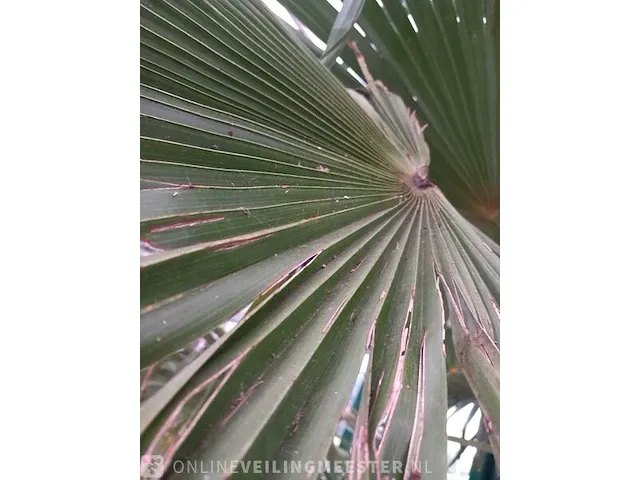 Chinese waaierpalm, trachycarpus fortunei - afbeelding 13 van  13