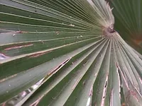 Chinese waaierpalm, trachycarpus fortunei - afbeelding 13 van  13