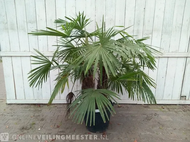 Chinese waaierpalm trachycharpus fortunei - afbeelding 1 van  7
