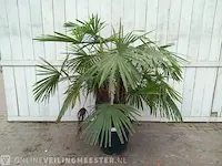 Chinese waaierpalm trachycharpus fortunei - afbeelding 1 van  7