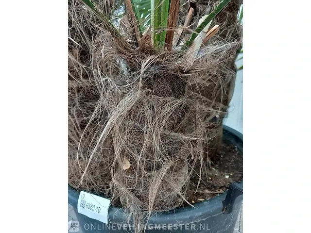 Chinese waaierpalm trachycharpus fortunei - afbeelding 2 van  7