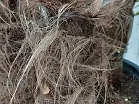 Chinese waaierpalm trachycharpus fortunei - afbeelding 2 van  7