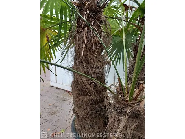 Chinese waaierpalm trachycharpus fortunei - afbeelding 3 van  7