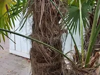Chinese waaierpalm trachycharpus fortunei - afbeelding 3 van  7