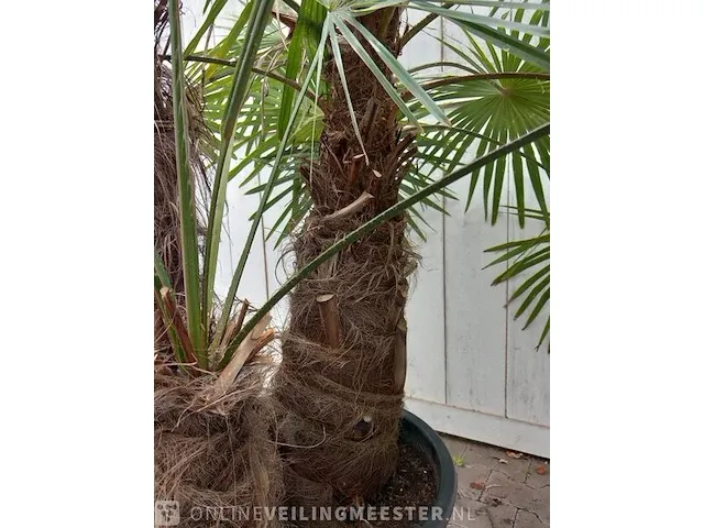 Chinese waaierpalm trachycharpus fortunei - afbeelding 4 van  7
