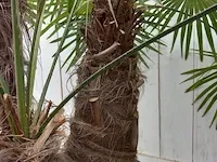 Chinese waaierpalm trachycharpus fortunei - afbeelding 4 van  7