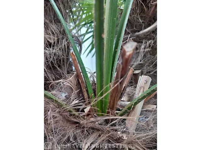 Chinese waaierpalm trachycharpus fortunei - afbeelding 5 van  7