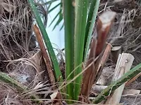 Chinese waaierpalm trachycharpus fortunei - afbeelding 5 van  7