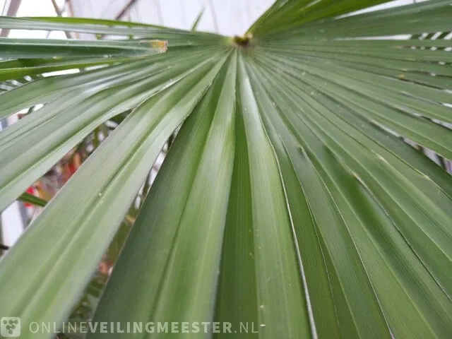 Chinese waaierpalm trachycharpus fortunei - afbeelding 6 van  7