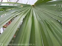 Chinese waaierpalm trachycharpus fortunei - afbeelding 6 van  7
