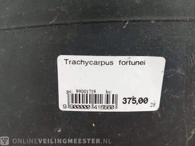Chinese waaierpalm trachycharpus fortunei - afbeelding 7 van  7