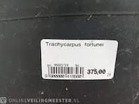 Chinese waaierpalm trachycharpus fortunei - afbeelding 7 van  7