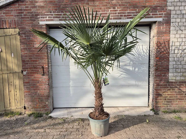 Chinese waaierpalm xl - trachycarpus fortunei - stamhoogte 50-60 cm - hoogte ca. 230 cm - afbeelding 1 van  5