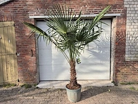 Chinese waaierpalm xl - trachycarpus fortunei - stamhoogte 50-60 cm - hoogte ca. 230 cm - afbeelding 1 van  5