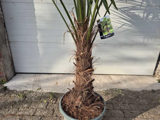 Chinese waaierpalm xl - trachycarpus fortunei - stamhoogte 50-60 cm - hoogte ca. 230 cm - afbeelding 2 van  5
