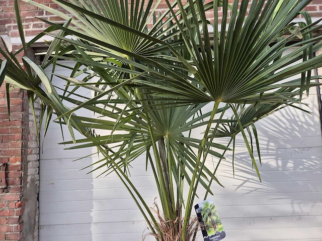 Chinese waaierpalm xl - trachycarpus fortunei - stamhoogte 50-60 cm - hoogte ca. 230 cm - afbeelding 3 van  5