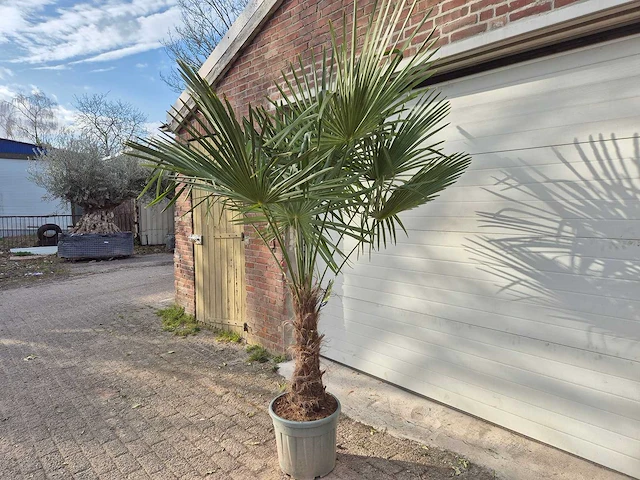 Chinese waaierpalm xl - trachycarpus fortunei - stamhoogte 50-60 cm - hoogte ca. 230 cm - afbeelding 4 van  5