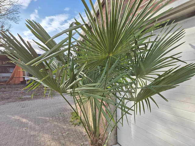 Chinese waaierpalm xl - trachycarpus fortunei - stamhoogte 50-60 cm - hoogte ca. 230 cm - afbeelding 5 van  5
