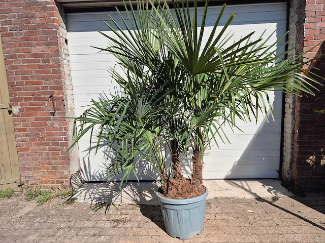 Chinese waaierpalm xxl - trachycarpus fortunei - driedubbele stam - hoogte ca 230cm - afbeelding 1 van  3