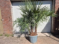 Chinese waaierpalm xxl - trachycarpus fortunei - driedubbele stam - hoogte ca 230cm - afbeelding 1 van  3