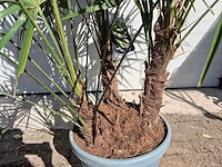 Chinese waaierpalm xxl - trachycarpus fortunei - driedubbele stam - hoogte ca 230cm - afbeelding 2 van  3