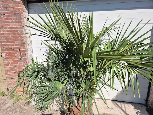 Chinese waaierpalm xxl - trachycarpus fortunei - driedubbele stam - hoogte ca 230cm - afbeelding 3 van  3