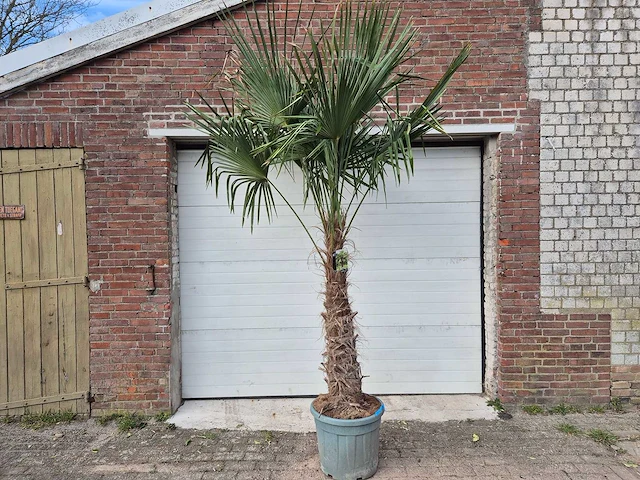 Chinese waaierpalm xxl - trachycarpus fortunei - stamhoogte 80-100 cm - hoogte ca. 250 cm - afbeelding 1 van  4