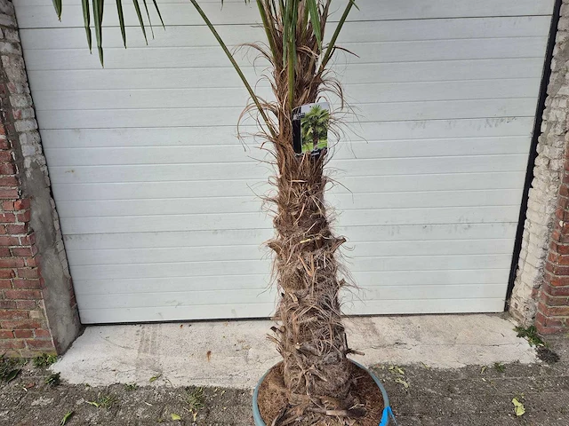 Chinese waaierpalm xxl - trachycarpus fortunei - stamhoogte 80-100 cm - hoogte ca. 250 cm - afbeelding 2 van  4