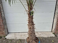 Chinese waaierpalm xxl - trachycarpus fortunei - stamhoogte 80-100 cm - hoogte ca. 250 cm - afbeelding 2 van  4