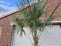 Chinese waaierpalm xxl - trachycarpus fortunei - stamhoogte 80-100 cm - hoogte ca. 250 cm - afbeelding 3 van  4