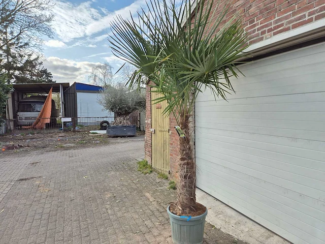 Chinese waaierpalm xxl - trachycarpus fortunei - stamhoogte 80-100 cm - hoogte ca. 250 cm - afbeelding 4 van  4